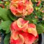 Euphorbia milii "Pim Thong" (A51)