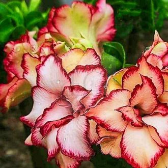 Adenium obesum Mini "Canari" (18)