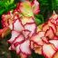 Adenium obesum Mini "Canari" (18)
