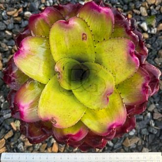 Neoregelia Ninja Hybrid Compact (yellow)