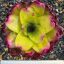 Neoregelia Ninja Hybrid Compact (yellow)