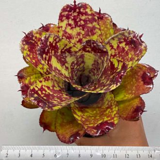 Neoregelia Super Cute 