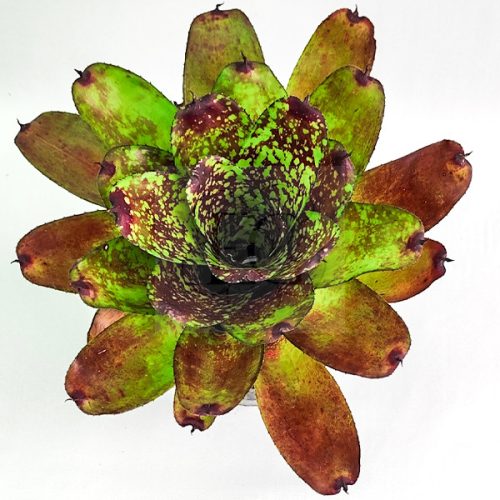 Neoregelia Super Cute 