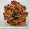 Neoregelia Super Cute 