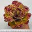 Neoregelia Super Cute 