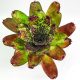 Neoregelia Super Cute 