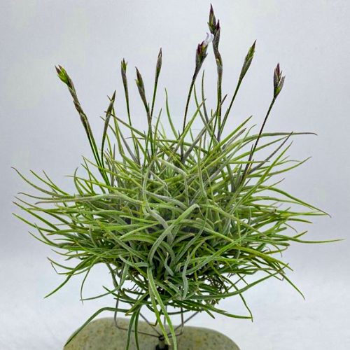 Tillandsia Bandensis x Crocata Pulk 