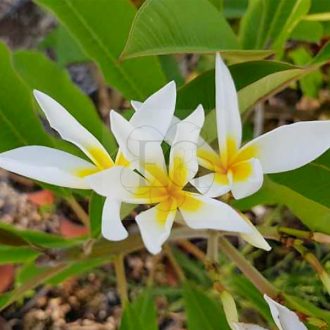 Plumeria rubra "Stella di Davide"
