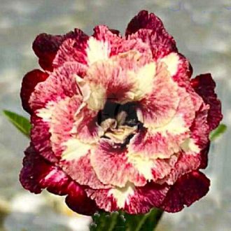 Adenium obesum "Geneva"