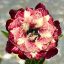 Adenium obesum "Geneva"