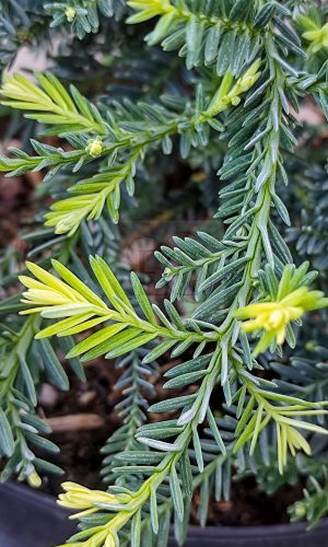 Sequoia sempervirens "Adpressa"-Tengerparti mamutfenyő 