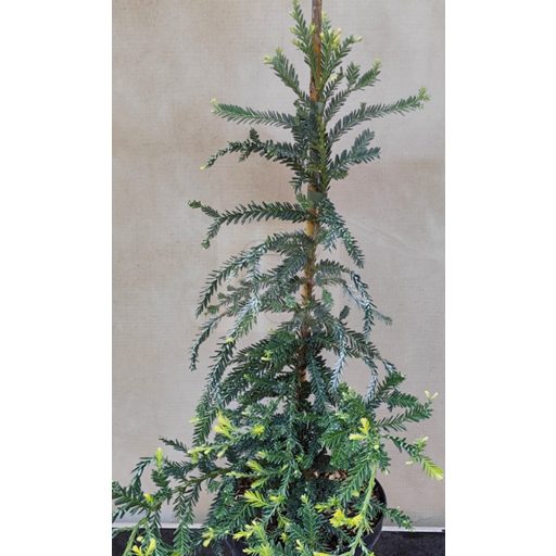 Sequoia sempervirens "Adpressa"-Tengerparti mamutfenyő 