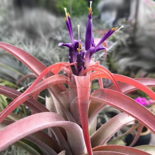 Tillandsia Capitata Peach/XL-Virágzó