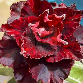 Adenium obesum "Red Devils" 