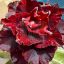 Adenium obesum "Red Devils" 