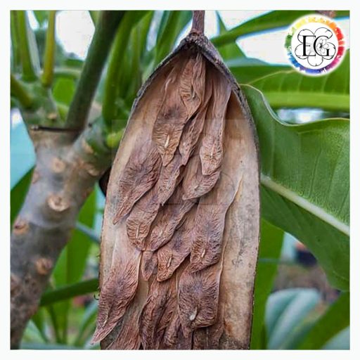 Plumeria magkeverék 10 db