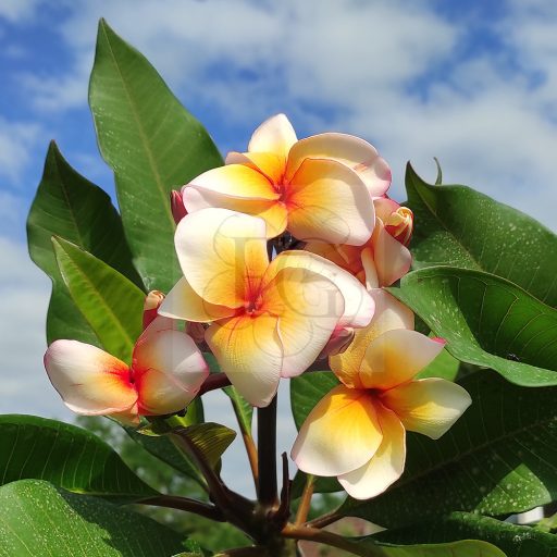 Plumeria magkeverék 10 db