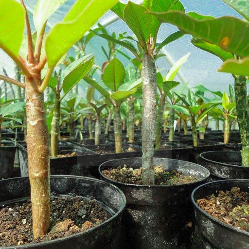 Plumeria magkeverék 10 db