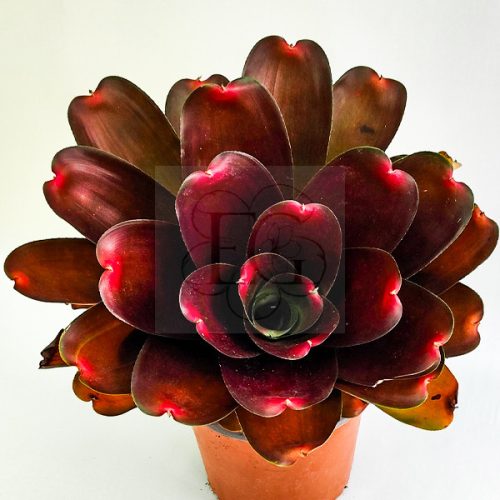 Neoregelia Ninja Hybrid