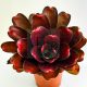 Neoregelia Ninja Hybrid
