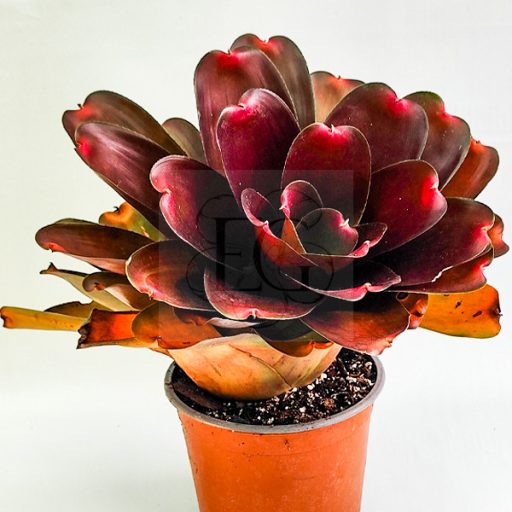 Neoregelia Ninja Hybrid