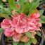Euphorbia milii "Sweet Champion" (33)