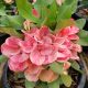 Euphorbia milii "Sweet Champion" (33)