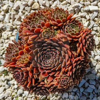 Sempervivum sp.X60/Nagy-Kövirózsa
