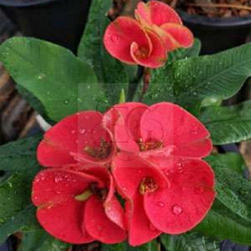Euphorbia milii hibrid/Red 009