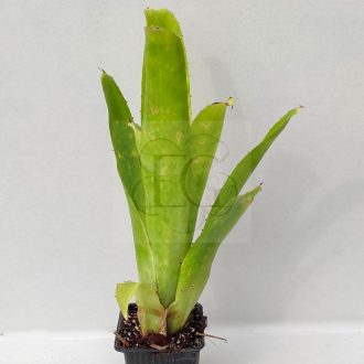 Hohenbergia Castellanosii