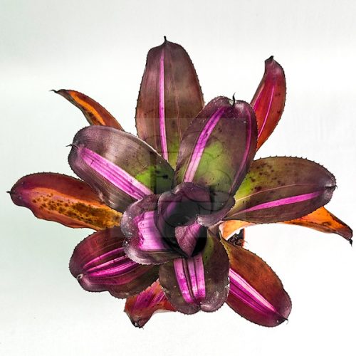 Neoregelia Sister Janet var. 