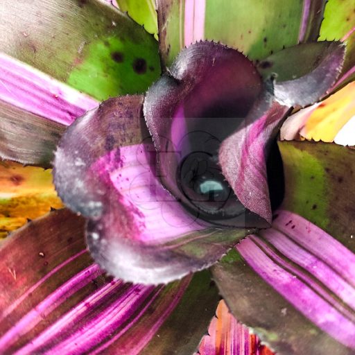 Neoregelia Sister Janet var. 