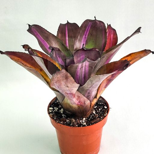 Neoregelia Sister Janet var. 