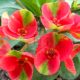 Euphorbia milii "Red Millionaire" (5)