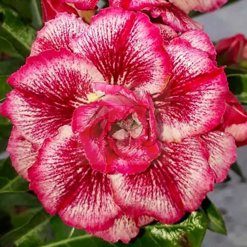 Adenium obesum "Fancy6" (706)