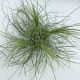 Tillandsia Argentea Fuchsii Pulk 