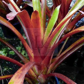 Aechmea Burgundy/L Aechmea Burgundy/L