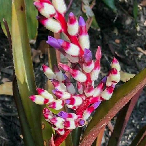 Aechmea Burgundy/L