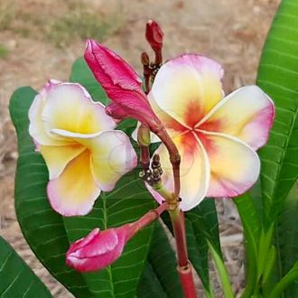 Plumeria rubra "Gammam" JJ