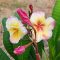 Plumeria rubra "Gammam" JJ