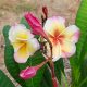 Plumeria rubra "Gammam" JJ