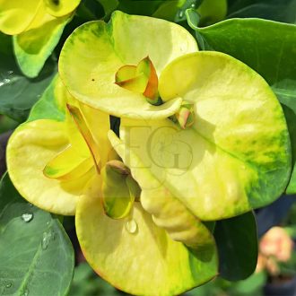 Euphorbia milii "Brilliantly" (A71)