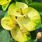 Euphorbia milii "Brilliantly" (A71)