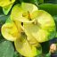 Euphorbia milii "Brilliantly" (A71)