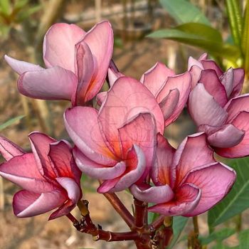 Plumeria rubra "Blue Sky" SK