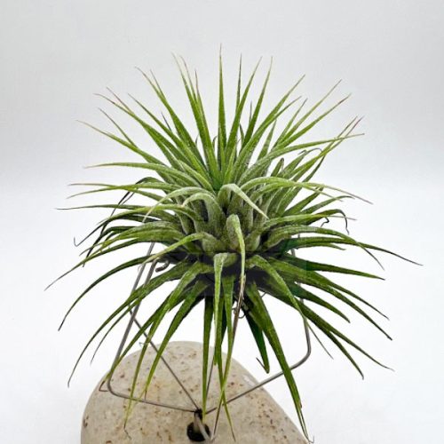 Tillandsia Ionantha var. Stricta