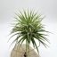 Tillandsia Ionantha var. Stricta