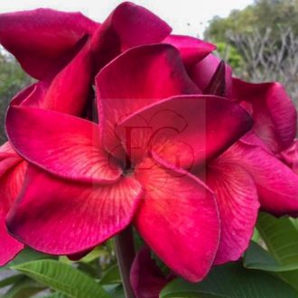 Plumeria rubra "Passion of Nui" (NUI)
