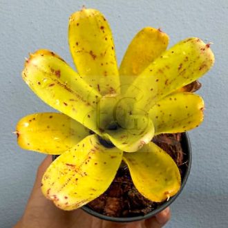Neoregelia Mini Linda X Cougar