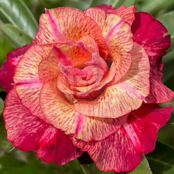 Adenium obesum "Frida-Mexico" (TQC80) Adenium obesum "Frida-Mexico" (TQC80)